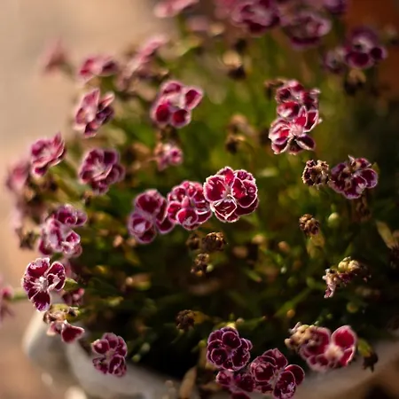 Karol Casa de hóspedes