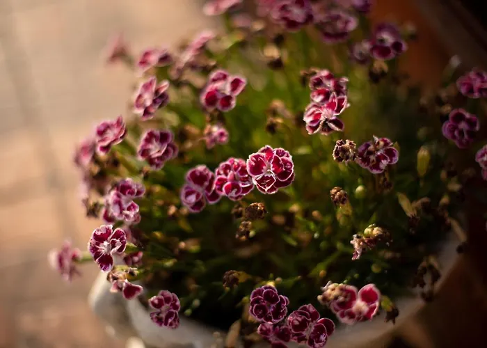 Karol Casa de hóspedes